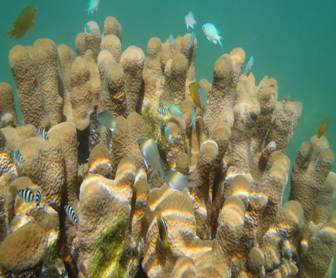 東沙島東岸擁有完整的珊瑚礁生態系，其間生棲的動物種類亦相當豐富